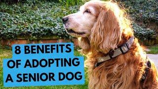 8 Reasons to Adopt a Senior Dog