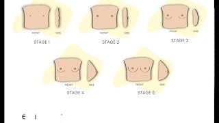 5 Stages of Breast Development | Beginner  Bras | My Adira