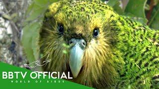 Most Beautiful Birds In The World | Part 3 |  BBTV Official | Wildlife Documentary