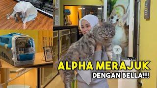 Kucing bella besar gil4 ?? Ramai yang t4kut tengok alpha !!!!