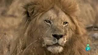leones cazando en la sabana mejor documental 2021 los más fuertes dominan las manadas