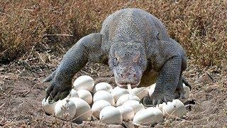 Komodo dragon laying eggs in cave in komodo island indonesia