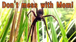 Fierce Fishing Spiders are great moms! Everything you need to know about this nursery web Spider!