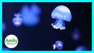 Jellyfish Aquarium for Relaxing - Sleep Meditation RELAXING MUSIC HD 1080P Screensaver