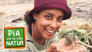 Die Wunderwesen der Namib-Wüste | Reportage für Kinder | Pia und die wilde Natur