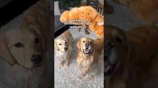 Saying goodbye to our friend  #dogshorts #goldenretriever #puppies #puppyvideos #doglife #dogs