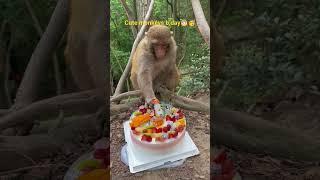 #birthdaycelebration #birthdaycake #party#ytshort #monkey