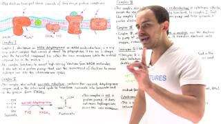 Introduction to Electron Transport Chain