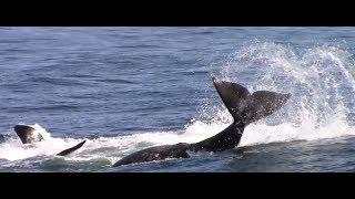 Orca / Killer Whale Predation's Monterey