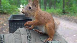 Опять кормлю бельчонка / Feeding the squirrel again