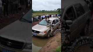 Man is fighting with giant python, but everyone around just stands and watches