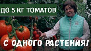 Очень урожайный томат Алая Каравелла. Урожайный томат для теплиц.