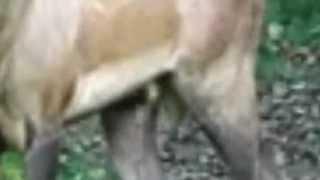 Deer Orgasm,Deer Masturbation