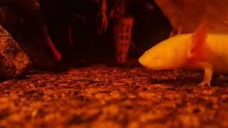 Axolotl feed on pellets