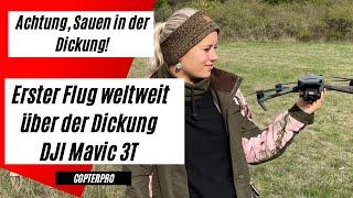 Weltweit die erste Aufnahme von Sauen in der Dickung| DJI Mavic 3 Thermal bei der Jagd| Wärmebild