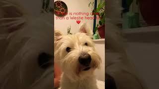 Cute Westie listening head tilt #westie #cutedog #westiedog #headtilt #shorts #short