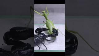 Black Scorpion Vs praying mantis #shorts #insects