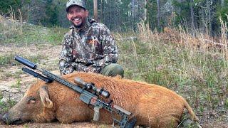 Caza De Puerco Salvaje Gigante