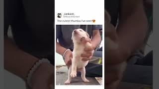 #Cute# dog# nice #video#virl#official#gulshan#0099#1#like#1#subscribe #