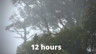 WIND SOUNDS for 12 Hours, Sound of Wind for Relaxing, Sleep, Study. Windy Sound