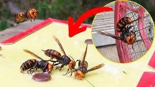 Sticky Defense: Protecting Honey Bees from Giant Hornets