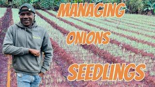 Onions Farming: Mastering onions seedlings management (Esd 15)