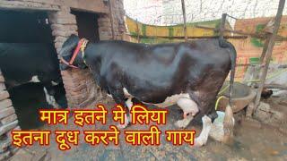 मात्र इतने मे लिया इतना दूध करने वाली गाय,,ejju dairy farm arwal bihar