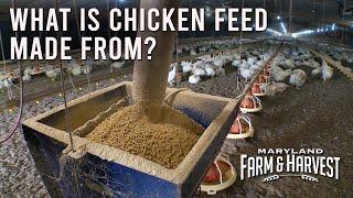 What is Chicken Feed Made From??  |  MD F&H