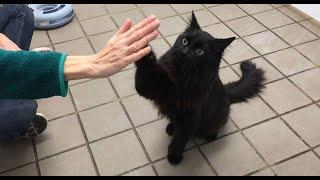 Funny Cats High Five Compilation