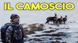 IL CAMOSCIO