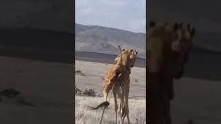 Lioness climbs the Giraffe