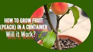 How to Grow Fruit In A Container