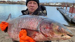 ШАШЛЫК ИЗ «ДИЧИ»‼️ОГРОМНЫЙ Белый амур на мангалекак приготовить рыбу️амур на шампурах