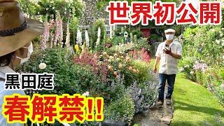 【見逃し厳禁】個人がここまで仕上げた至福の庭お見せします　　【カーメン君】【園芸】【ガーデニング】【初心者】【黒田庭】