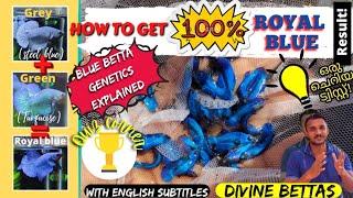 How to get 100% Royal Blue betta result..!/Blue Betta Genetics explained/Divine Bettas