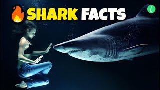 Shark: Top 10 Mind-Blowing Facts About Sharks | Shark Facts | Info Hifi