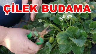 Çilek Budama - Çilek Ne Zaman  Nasıl budanır - Gübreleme