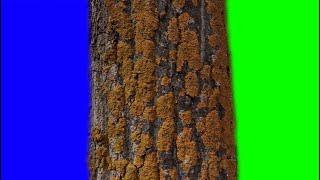 4K footage on a green background. Chroma key transitions - tree trunk. Green and blue chroma key.
