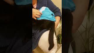 Cat versus Cat Diaper