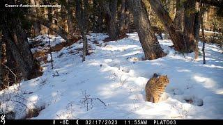 Дальневосточный лесной кот во всей красе