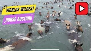 Worlds wildest Horse Auction!