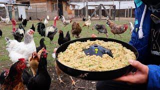 Natural Chicken Feed - Chickens Love This Recipe - Chick Hatching Begins - Egg Collection -Farm Work
