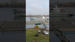 Опасно проплывает возле садков. #shorts #short #shortvideo #fishing ￼