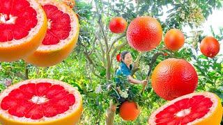 Harvesting red grapefruit go to market sell - Grapefruit Peel Shampoo Extract - Phương Daily Life