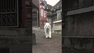 wajah lucu kucing berjalan(slowmotion)#kucing #catlover #shorts #cat #berjalan #slowmotion