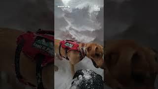 Rescue Dog in Training Passes Avalanche Test