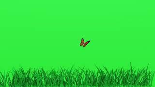 Green Screen Grass Effect Video