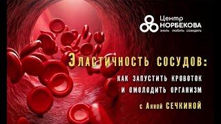 Открытый вебинар с Анной Сечкиной Эластичность сосудов: как запустить кровоток и омолодить организм