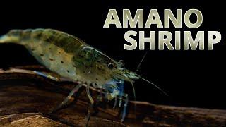 Species Spotlight | Amano Shrimp