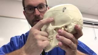 Skeletal Lab Supplement: Major External Bones and Features of the Skull